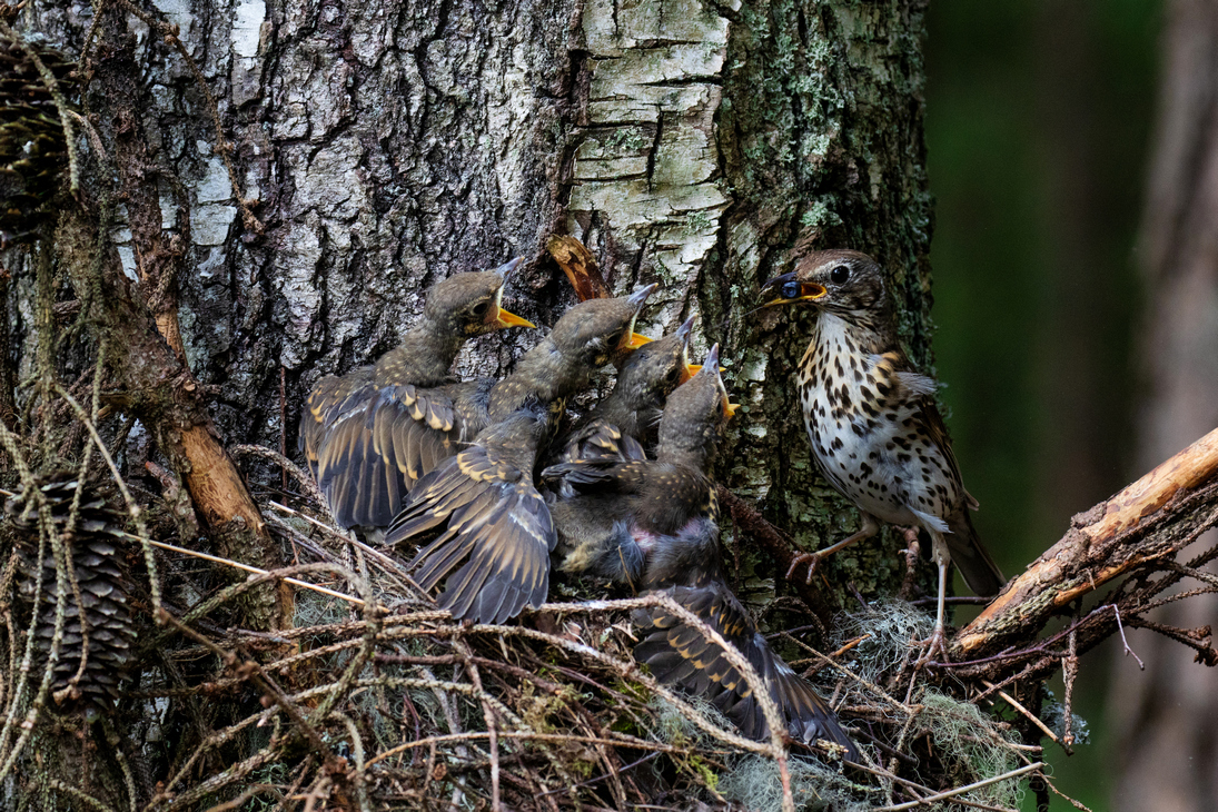 Laulurästas toidab poegi. Foto Karl Adami.