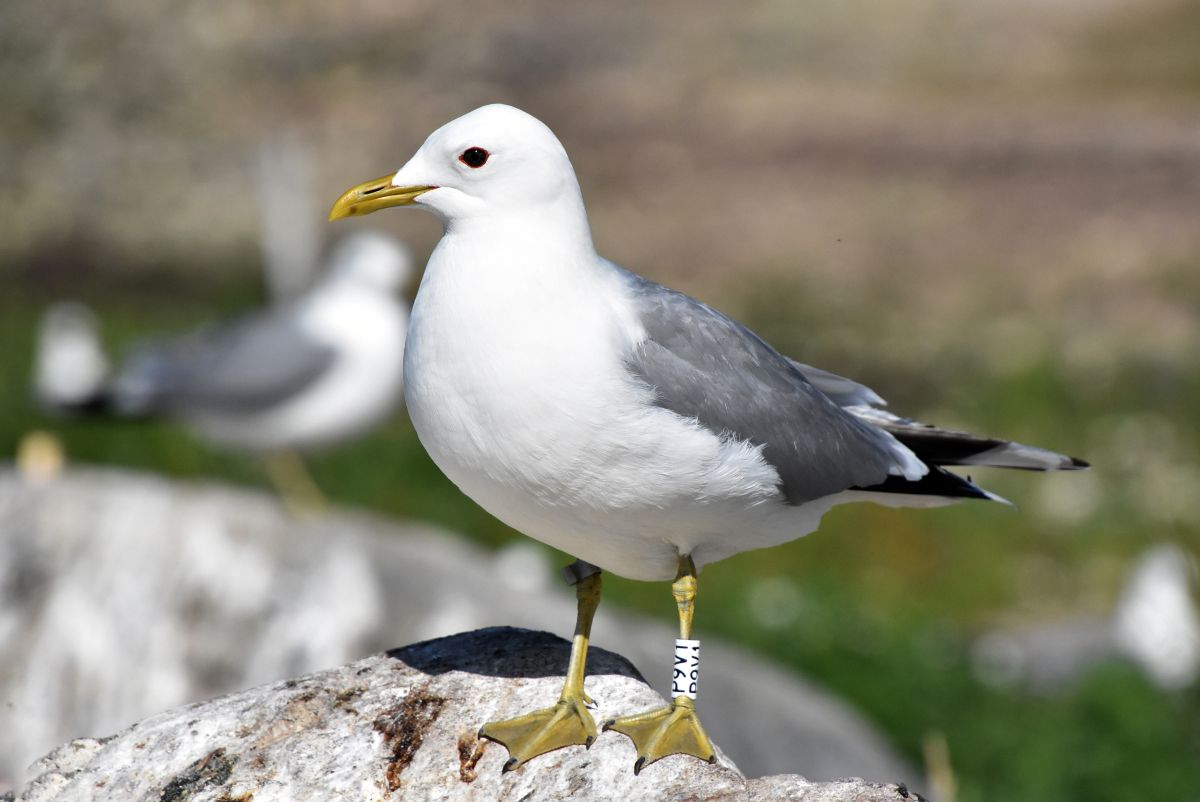 Kalakajakas_r&otilde;ngas_Joosep_Ailiste