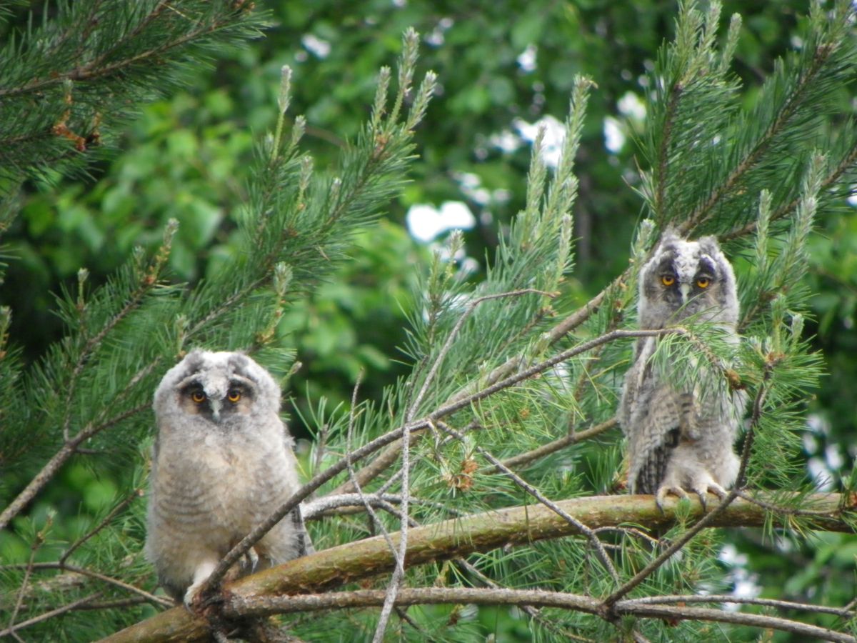 Korvukratsu_pojad_K&auml;triin_Kruusaauk