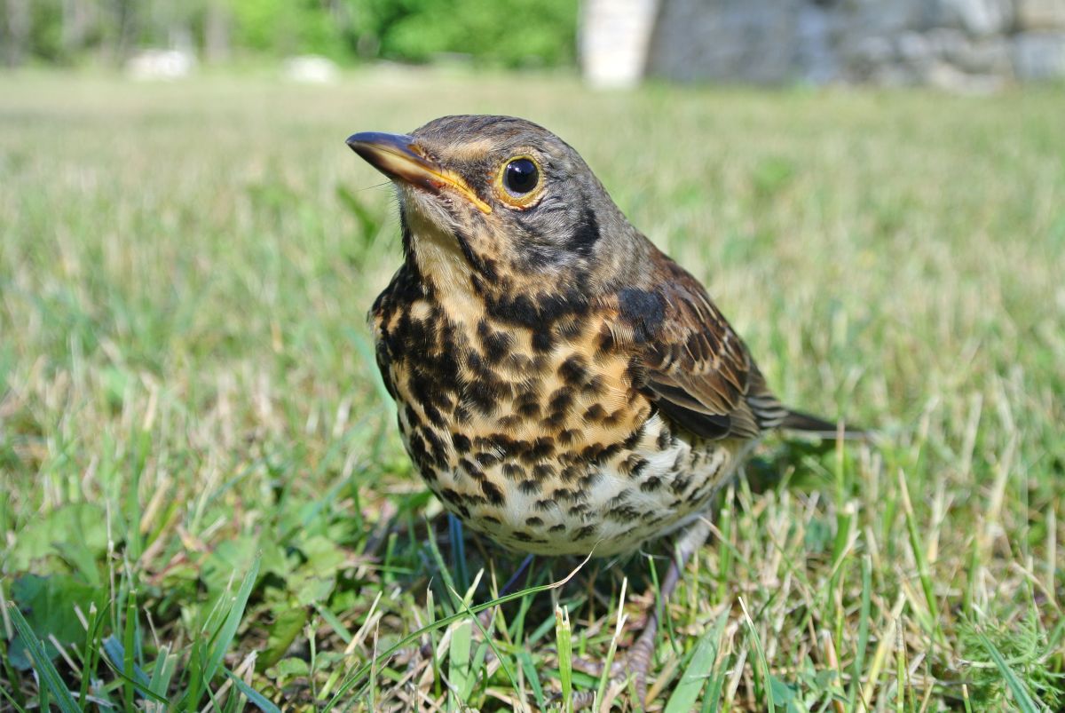 Laulurasta_poeg_Moonika_Bukotkin