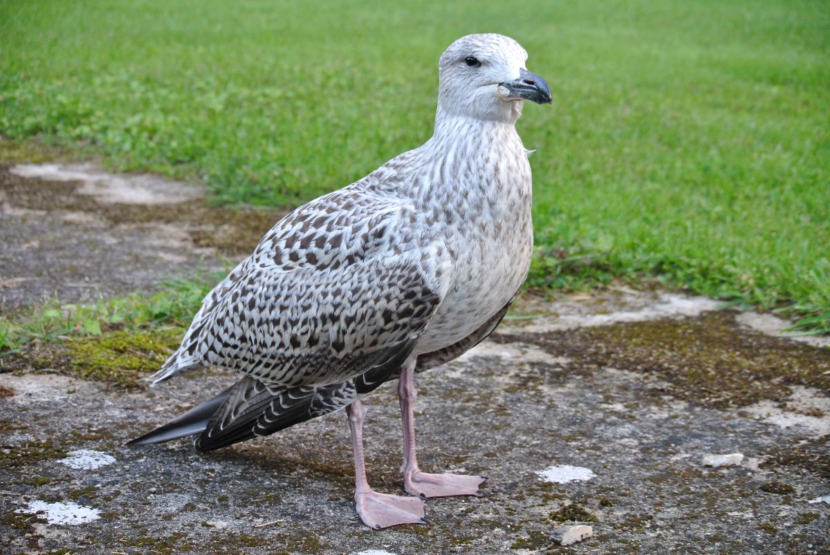 Merikajaka_poeg_Moonika_Bukotkin