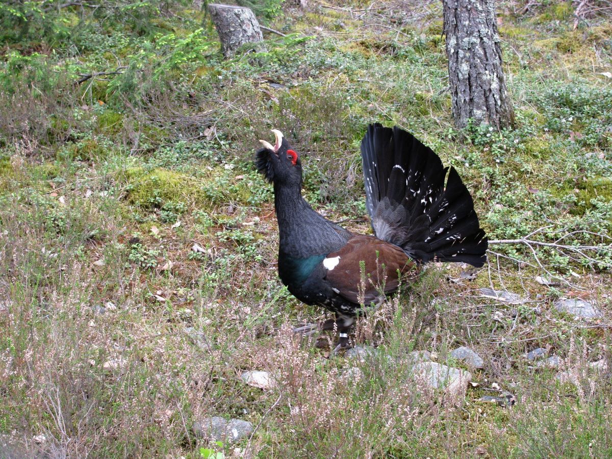 Metsis_Kristel_Lukats