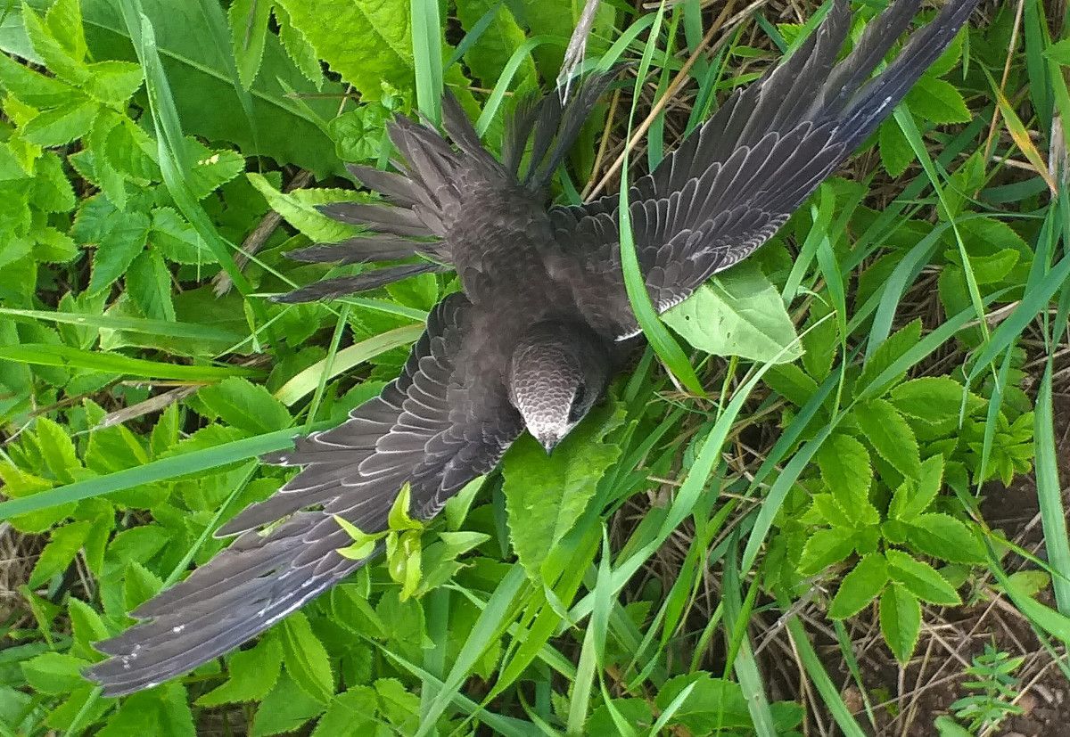 Piiritaja_Marge_Oja&auml;&auml;r