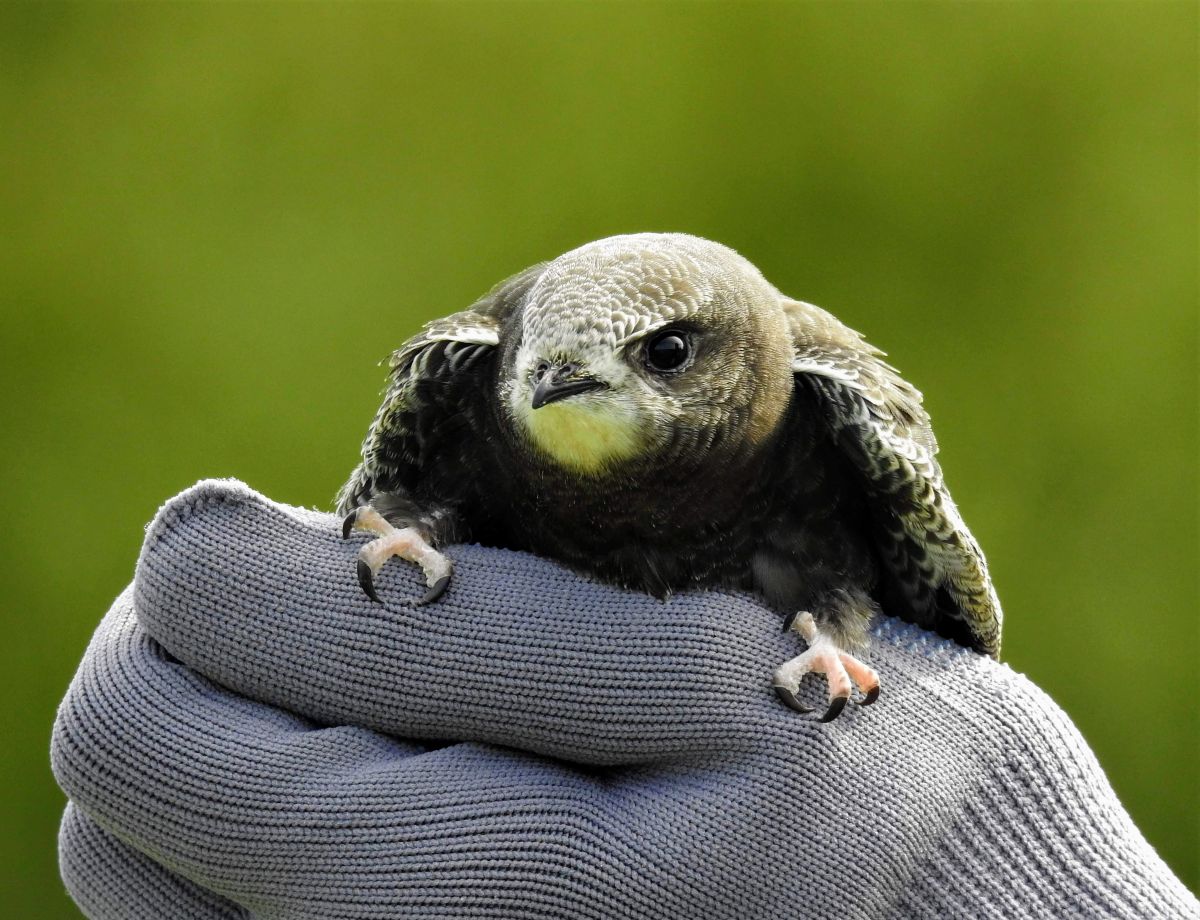 Piiritaja_k&auml;es_kinnas_Marge_Oja&auml;&auml;r