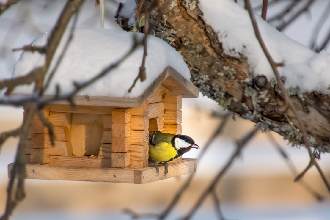 Rasvatihane toidumajas. Foto: Teet Parring.