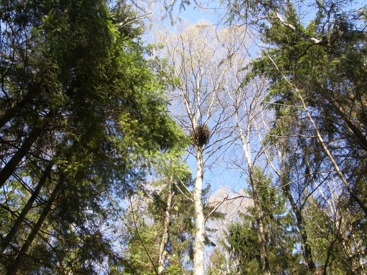 Risupesa_Marika_K&auml;bin