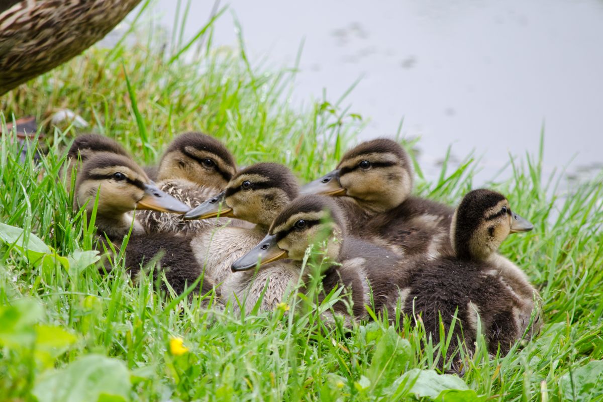 Sinikael-pardi_pojad_Kadri_Niinsalu