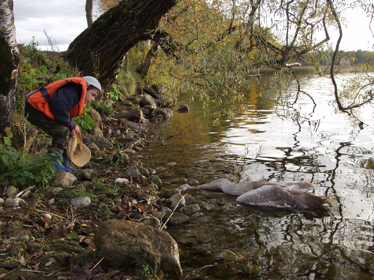 Surnud_luik_Andres_Tennus