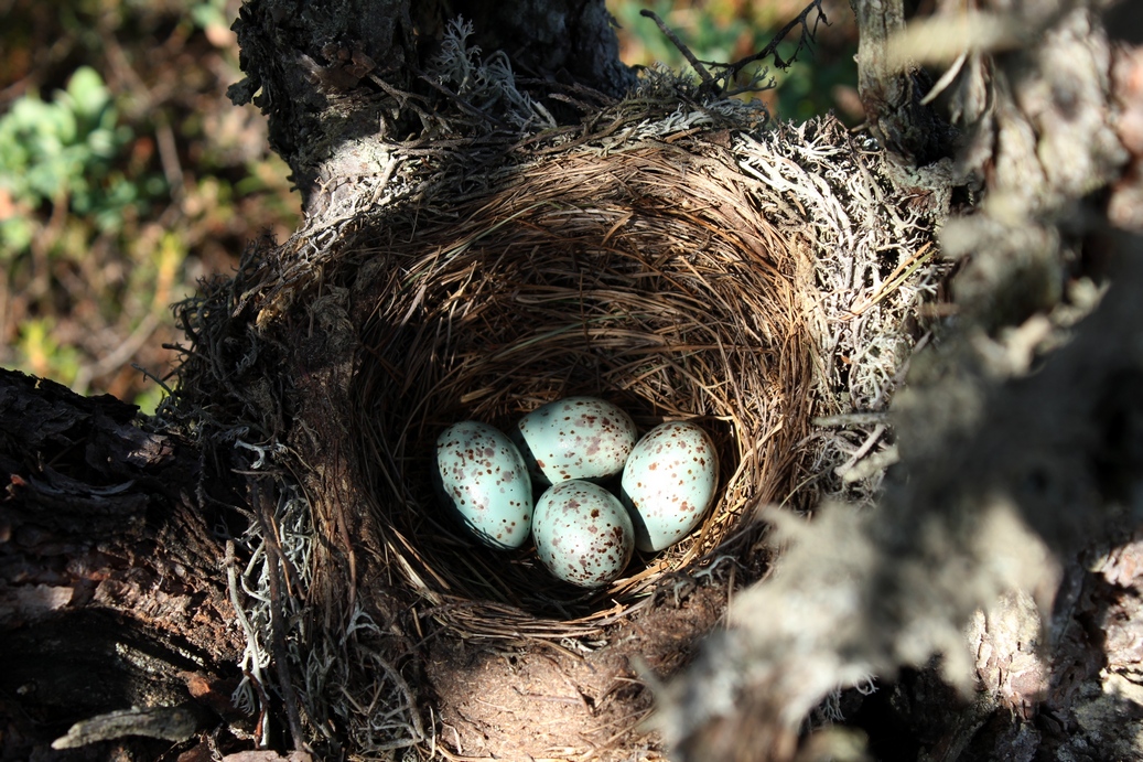 Nest of the Mistle trush. Photo: Liis Keerberg.