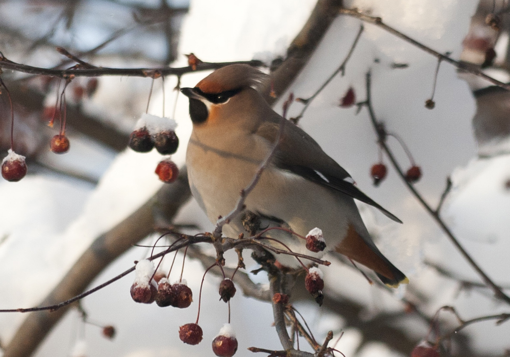 siidisaba Kadri Niinsalu