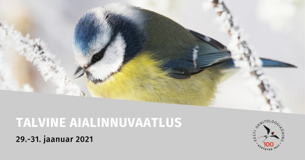 Talvine aialinnuvaatlus