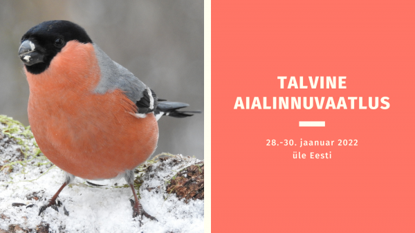 Talvine aialinnuvaatlus