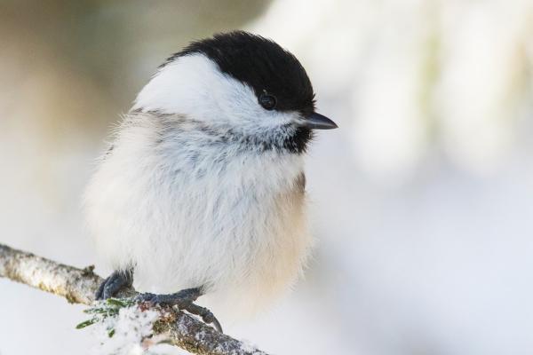 Maimsaa talilinnuloendus (kevadloendus)