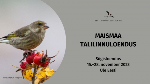 Maismaa talilinnuloendus: sügisloendus