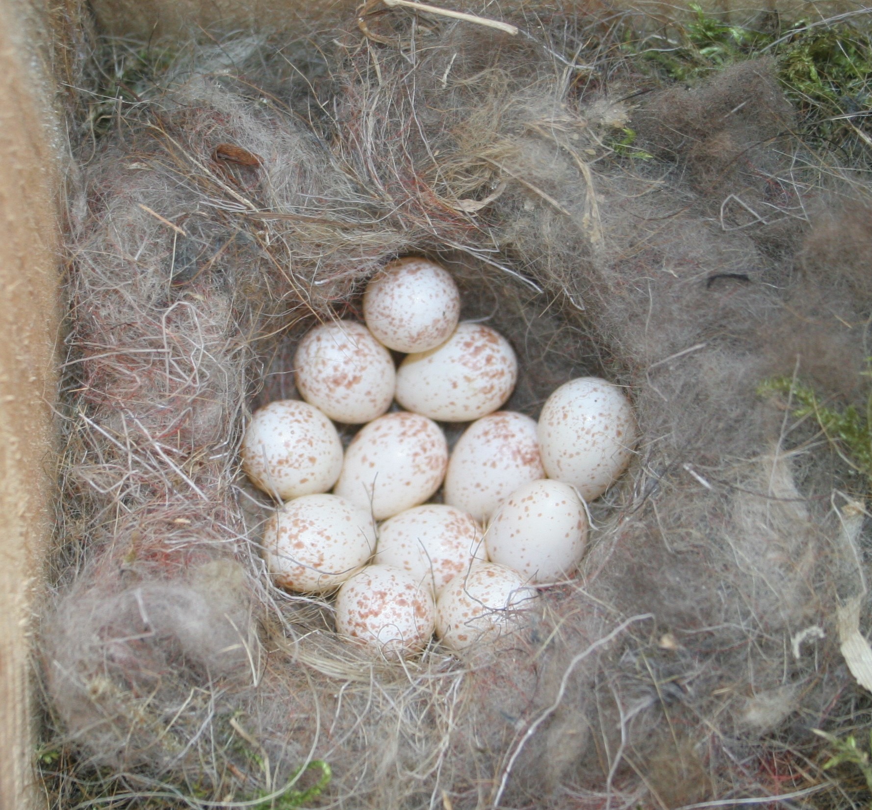 Яйца Птиц Фото 