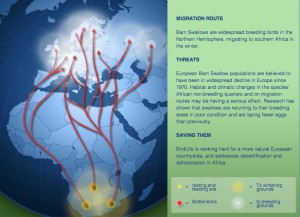 Euroopa suitsupääsukeste rändeteed Aafrikasse. Allikas: http://www.borntotravelcampaign.com/