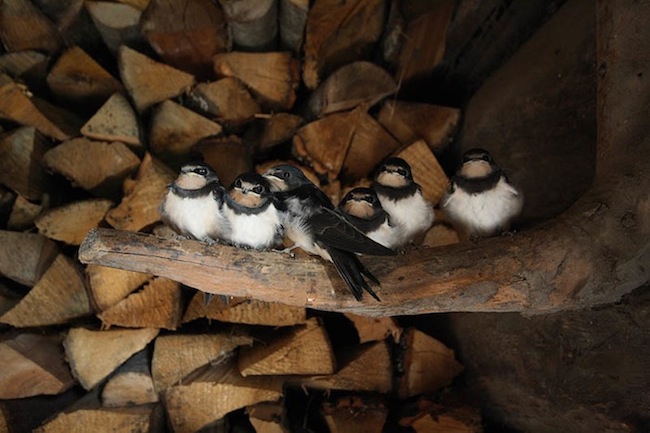 Eripreemia Minu kodupääsuke: Karl Ander Adami „Kuus karvapalli“