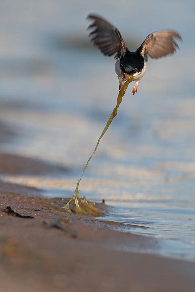 Eripreemia Pääsuke lennus: Kilvar Kessler „Ankur põhjas“