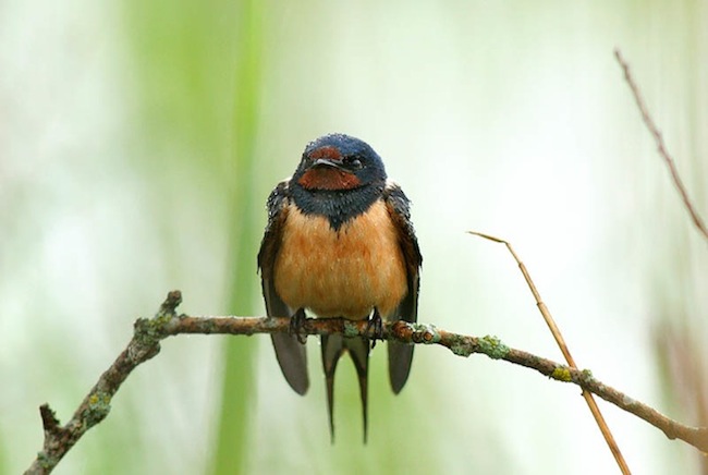 Eripreemia Pääsukese portree: Remo Savisaar „Märg suitsupääsuke, ootamas vihma vaibumist“