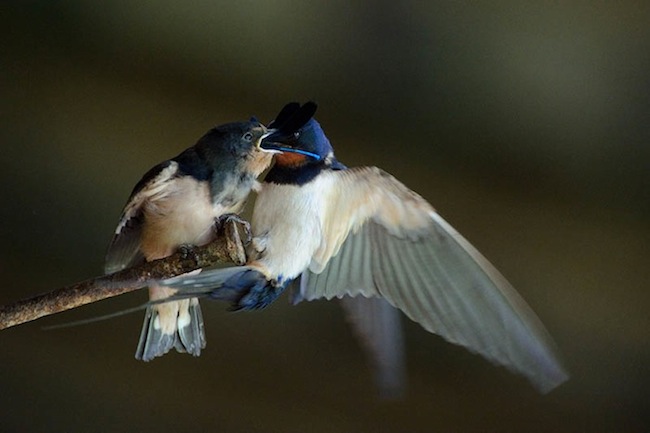 Grand Prix „Aasta lind 2011“ parima suitsupääsukesepildi eest: Sven Zacek „Ühe vesineitsiku lõpp“