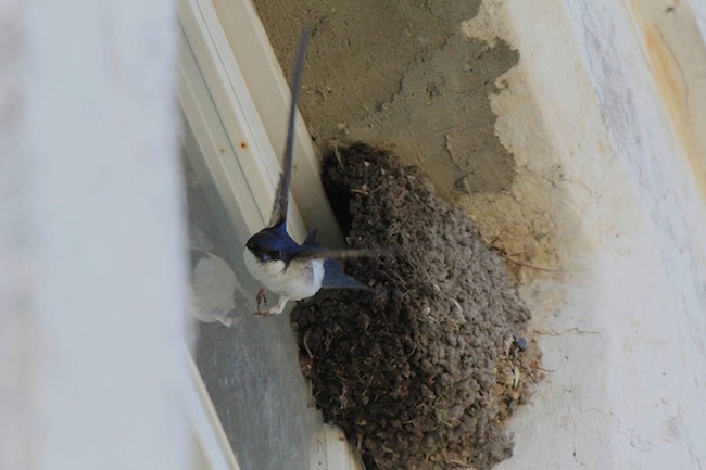 Noortearvestuse 2. koht: Mati Lepikson „Sa vaata vaid“