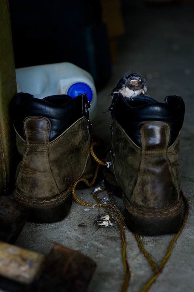 Žürii tunnustus noortearvestuses: Taavid Mikomägi „Saapapaar“