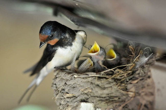 Üldarvestuse 3. koht: Fredrik Punga „Lõuna3“