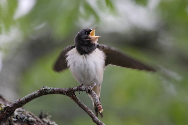 Üldarvestuse 2. koht: Imre Musto „Tiivasirutus“