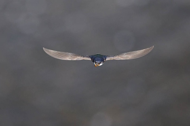 Üldarvestuse 1. koht: Sven Zacek „Pisike propeller“