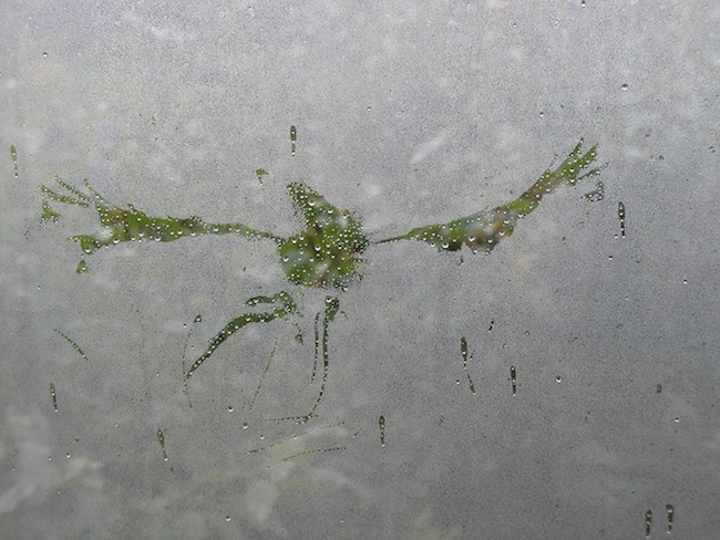 Žürii tunnustus: Imbi Mets „Pääsuke aknal“