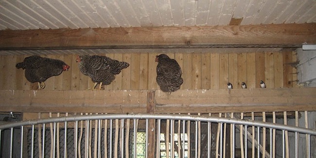 Loodusemehe eripreemia: Ester Mäeloog "Kodulinnud"